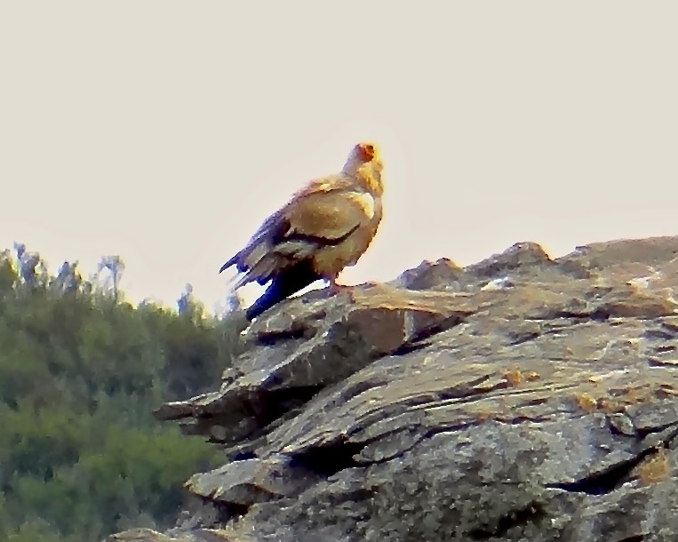Egyptian vulture